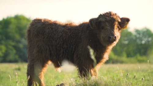 A  Highland Cow Calf in a Field 