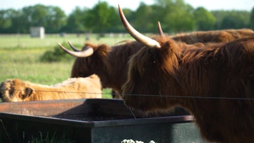 Highland Cows Drinking Water