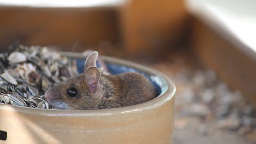 Close up of a Mouse Eating Sunflower Seeds