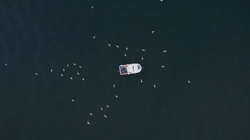 Birds Flying around Motorboat