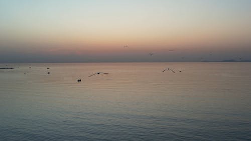 Seagulls Flying near the Coast at Sunset