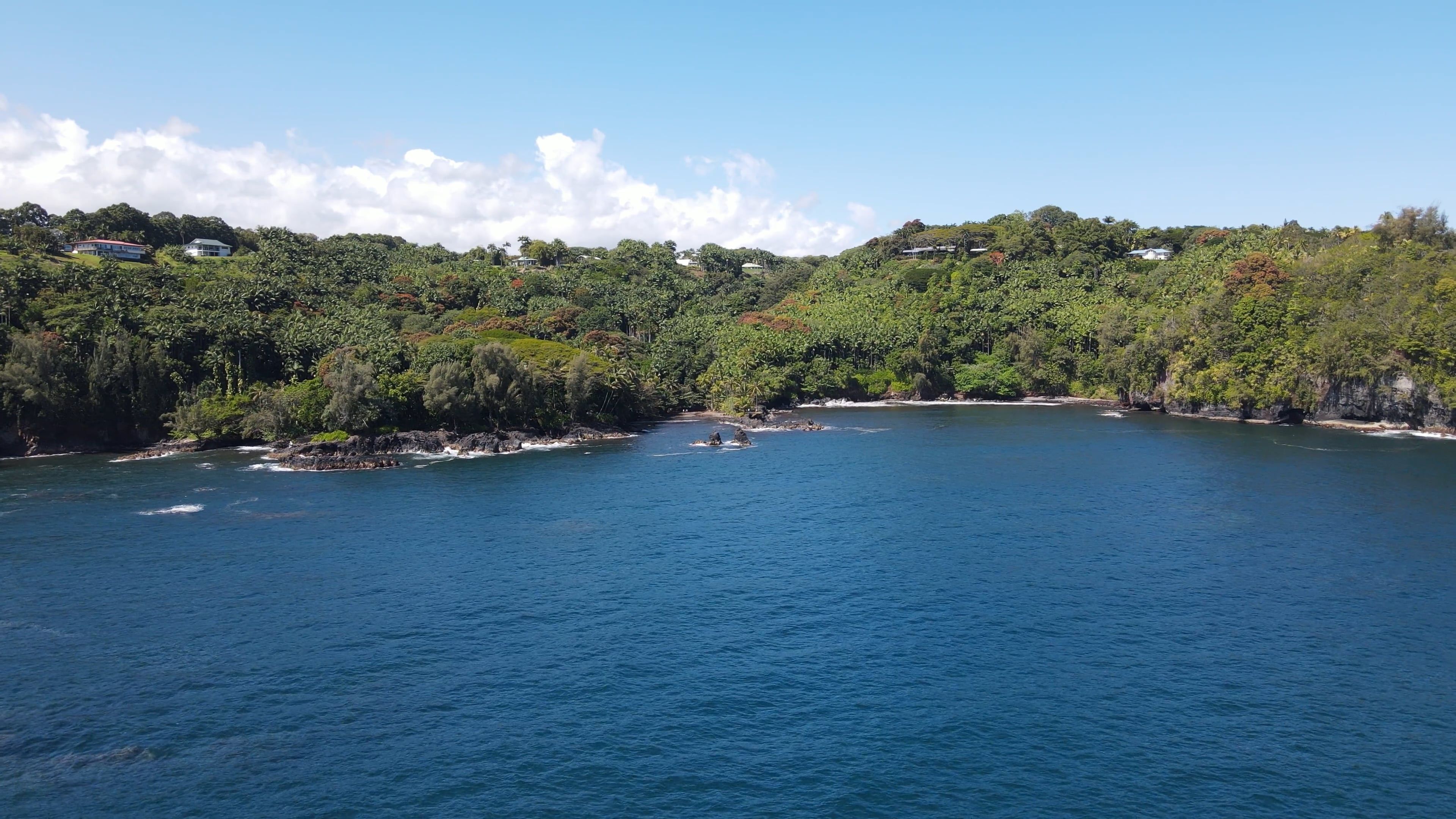 Drone Footage of a Dense Rainforest by the Sea Free Stock Video Footage ...