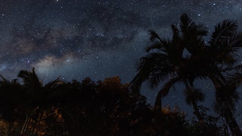 Time Lapse of a Starry Sky over Palm Trees