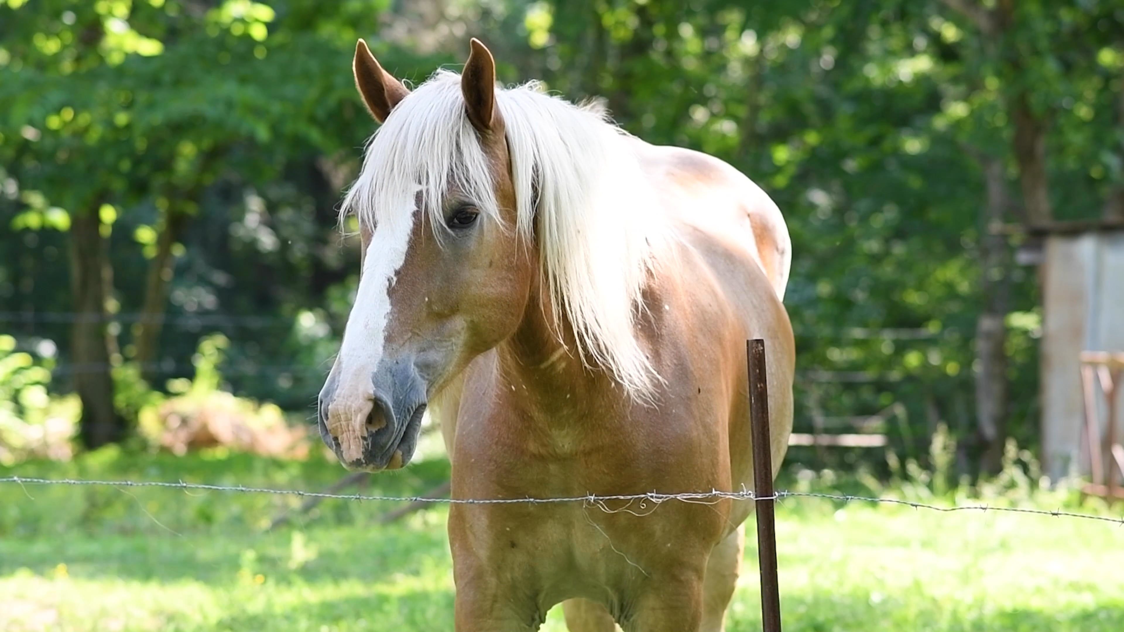 A Brown Horse on Green Grass Field Free Stock Video Footage, Royalty ...