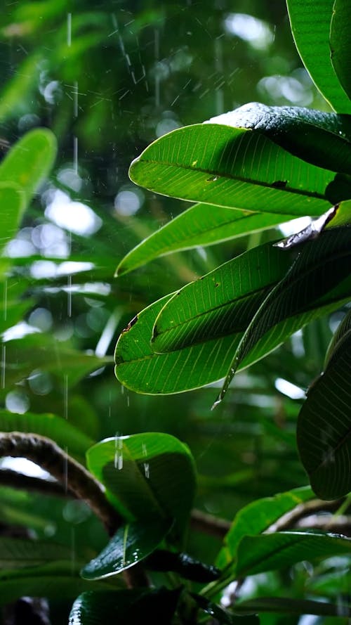 Video Footage of Rainy Day