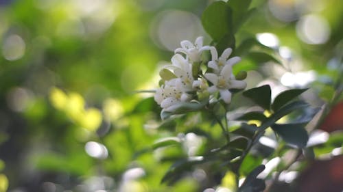 Jasmine Flowers