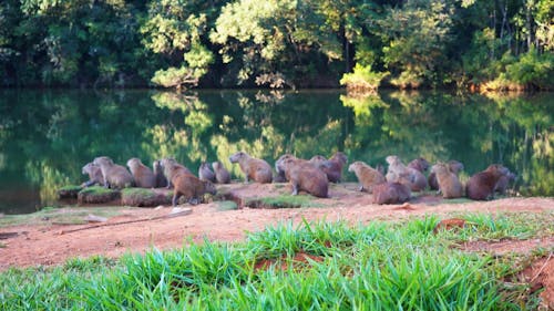 Capybaras by River