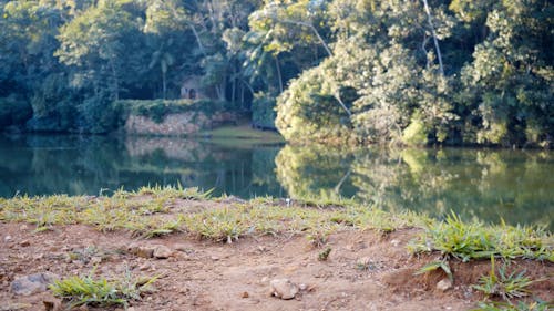 Capybaras by River