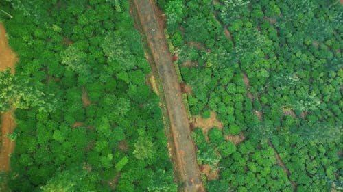 Luchtfoto Van Planten En Bomen