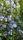 blue flowers