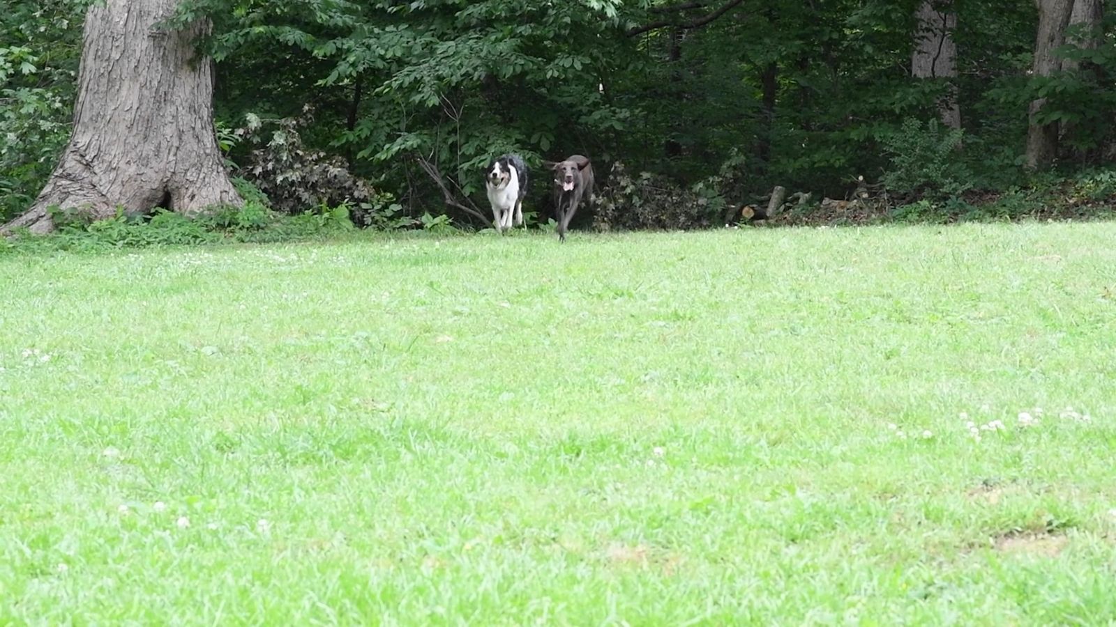 A Playful Black Poodle Running with a Stick in its Mouth Free Stock ...
