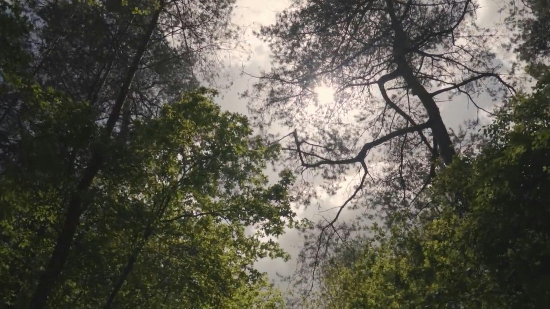 Video by Matthias Groeneveld