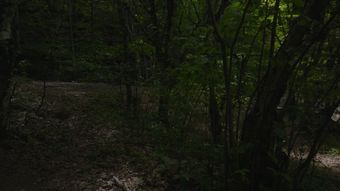 黑夜森林奔跑视频素材