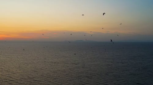 Birds Flying during Sunset