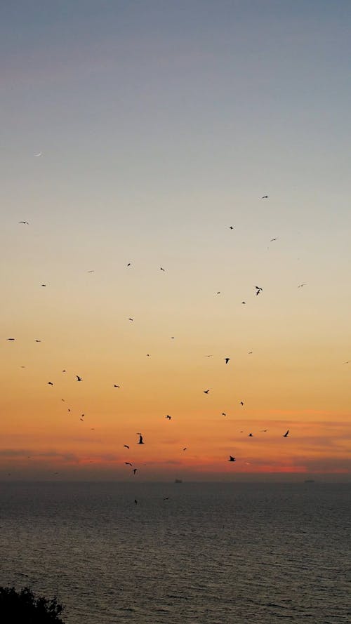 Flock of Birds Flying over the Sea