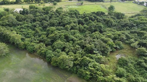 Drone Footage of Trees near Buildings