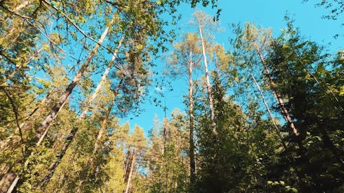 Tall Trees in Forest