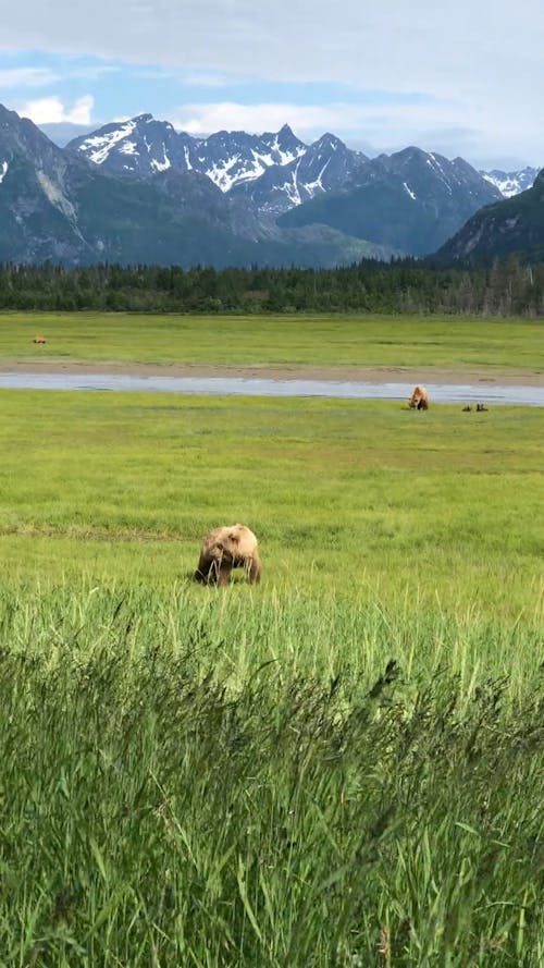 Brown Bear Feeding On Grass