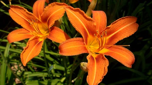 Orange Blütenblätter