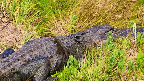 4K UHD Close-Up Panning Shot of Alligator in Swamp Cape Canaveral Florida