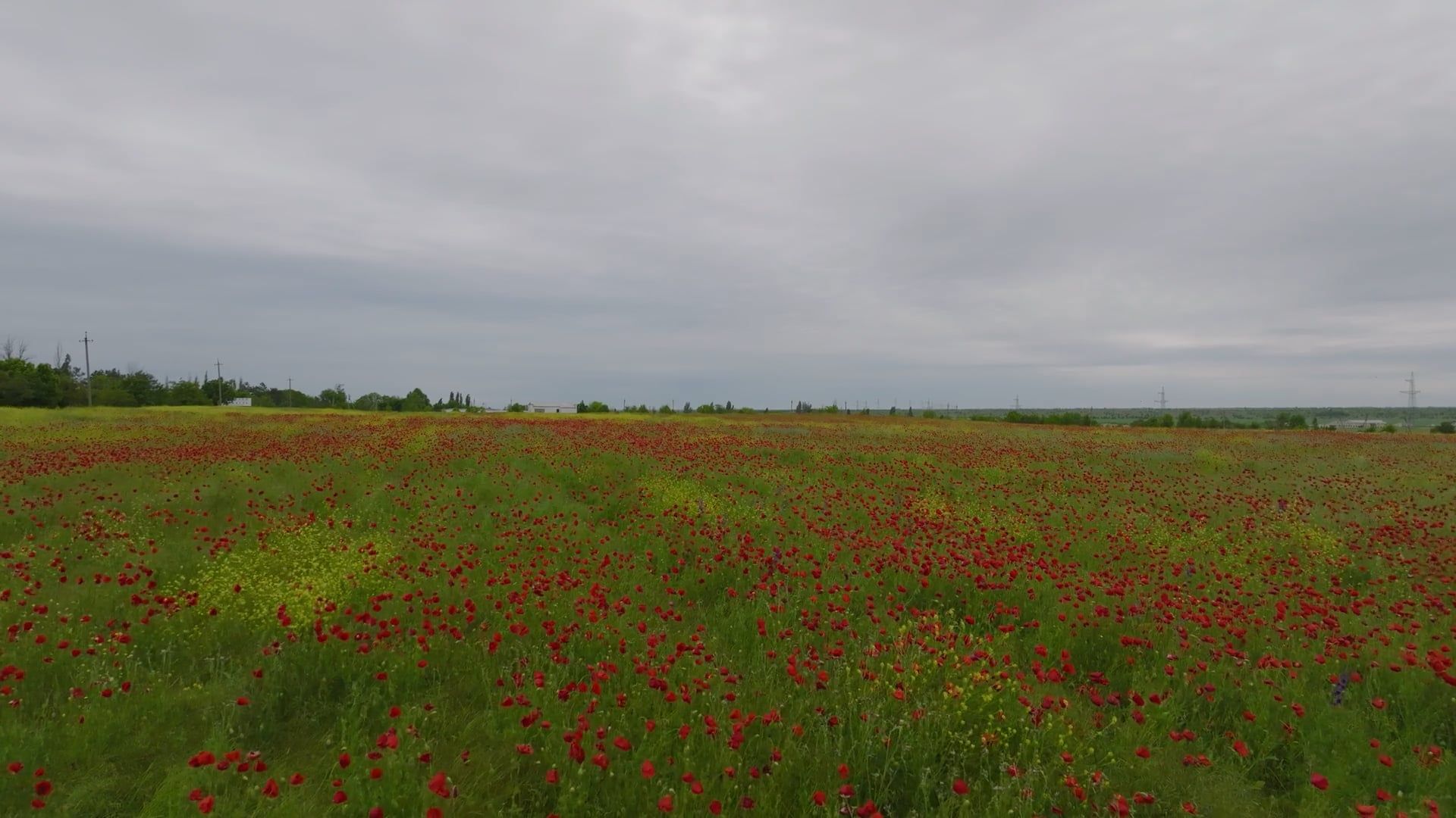 Video by Serg Alesenko
