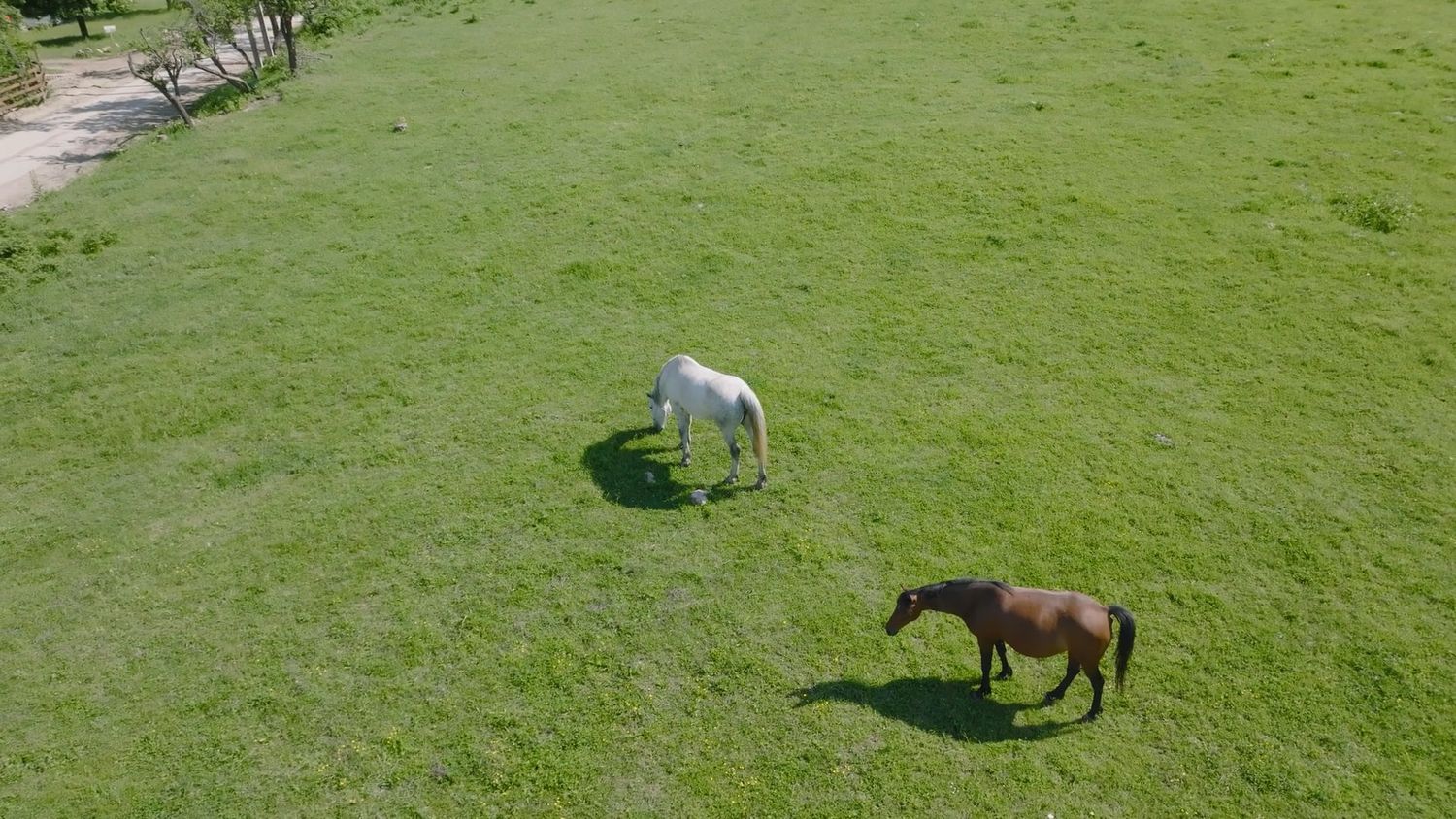Horse Videos, Download The BEST Free 4k Stock Video Footage & Horse HD ...