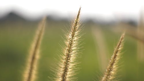 Close Up Video Of Cogongrass