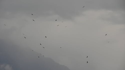 Birds Flying in Moody Sky