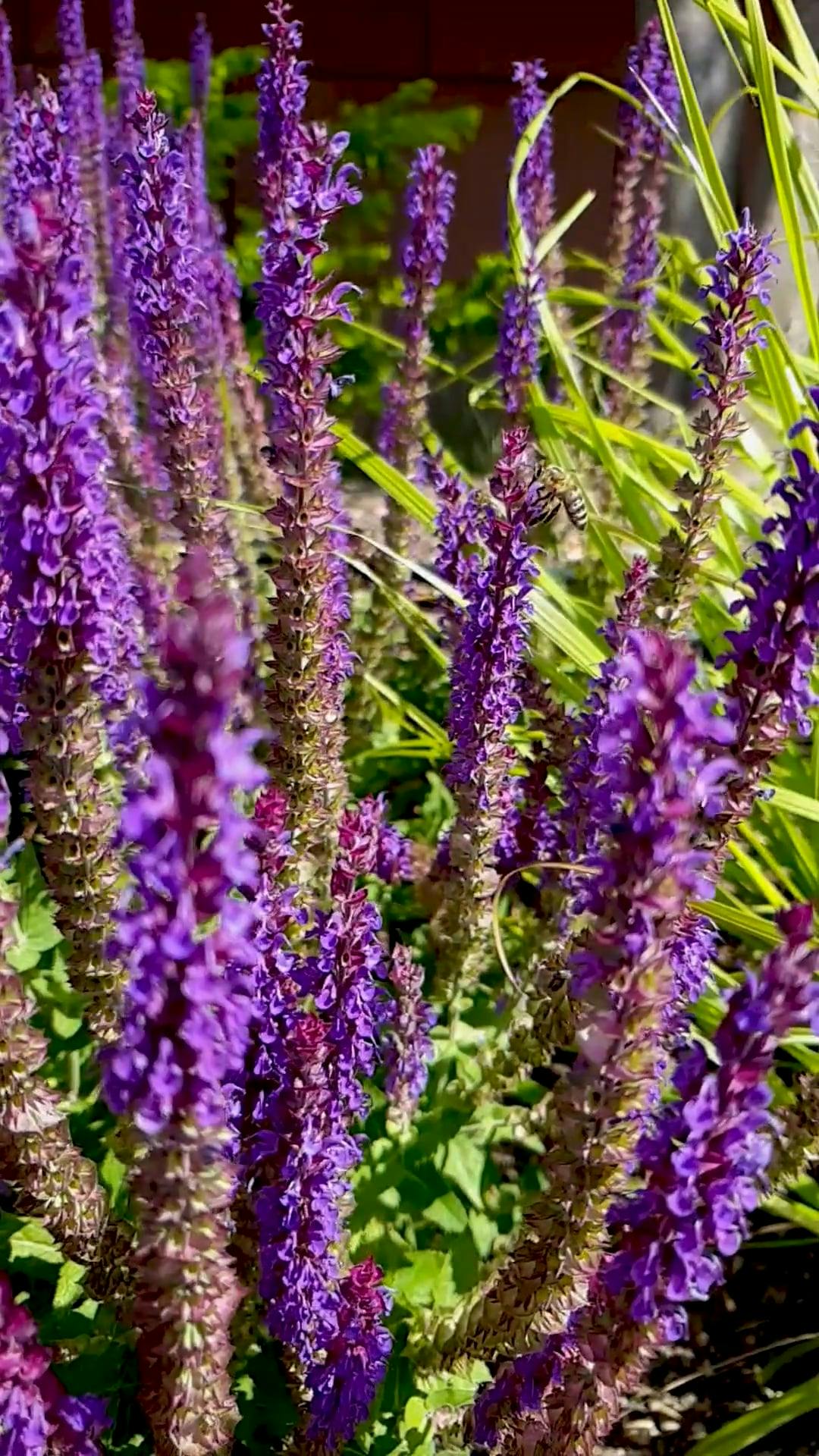 Video by Olena Ilinska