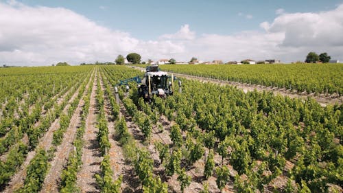 Vehicle on Vineyard Field