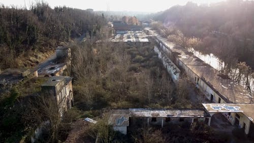 Trees around Ruins