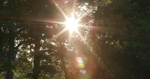 Bright sun shines through dark forest lens flare