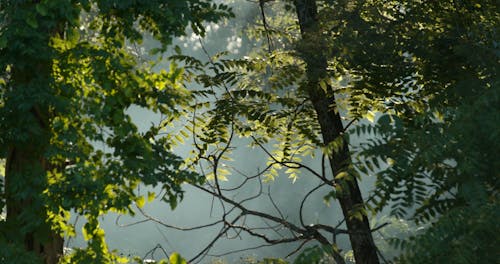 Mist rises beyond green trees in morning light dense foliage