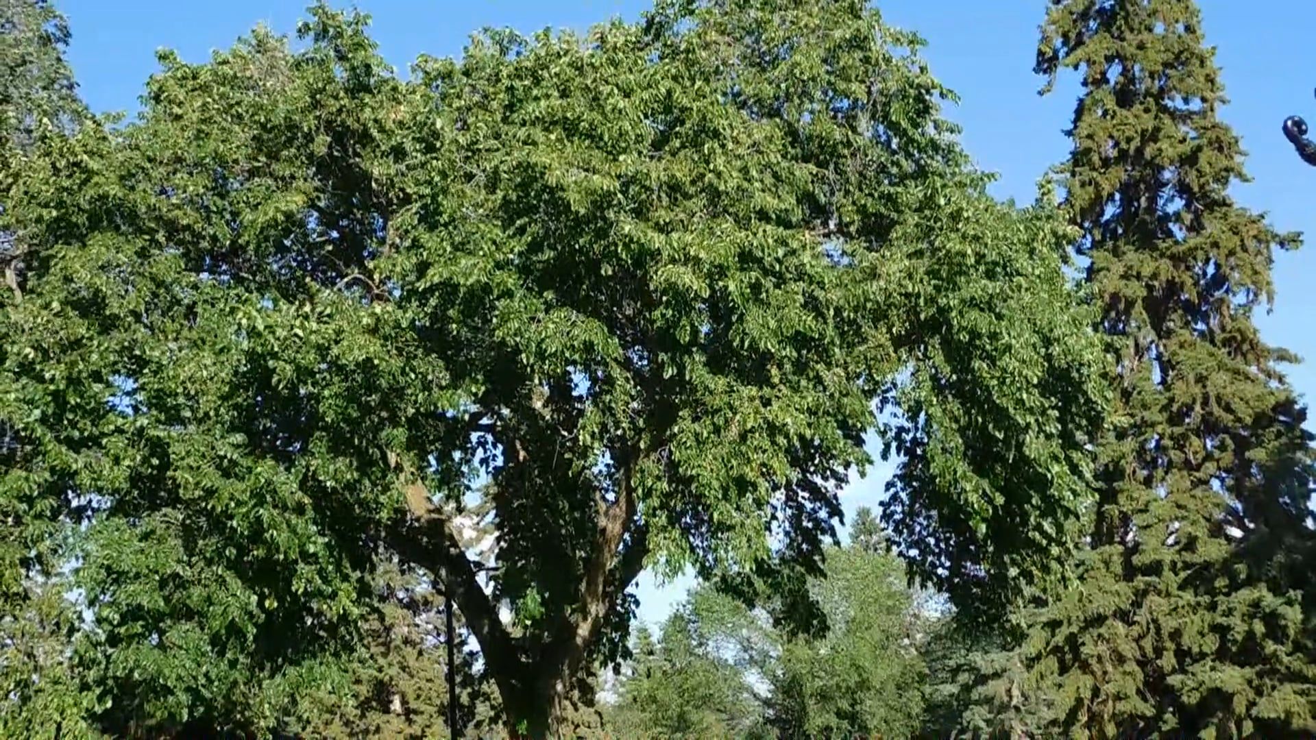 Video Of Trees During Daytime Free Stock Video Footage, Royalty-Free 4K ...
