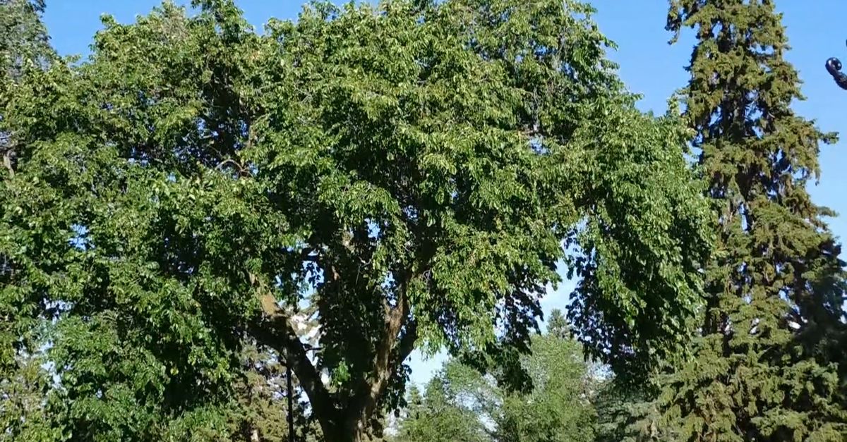 Daytime Tree Video Of Trees During Daytime Free Stock Video Footage, Royalty-Free 4K ...