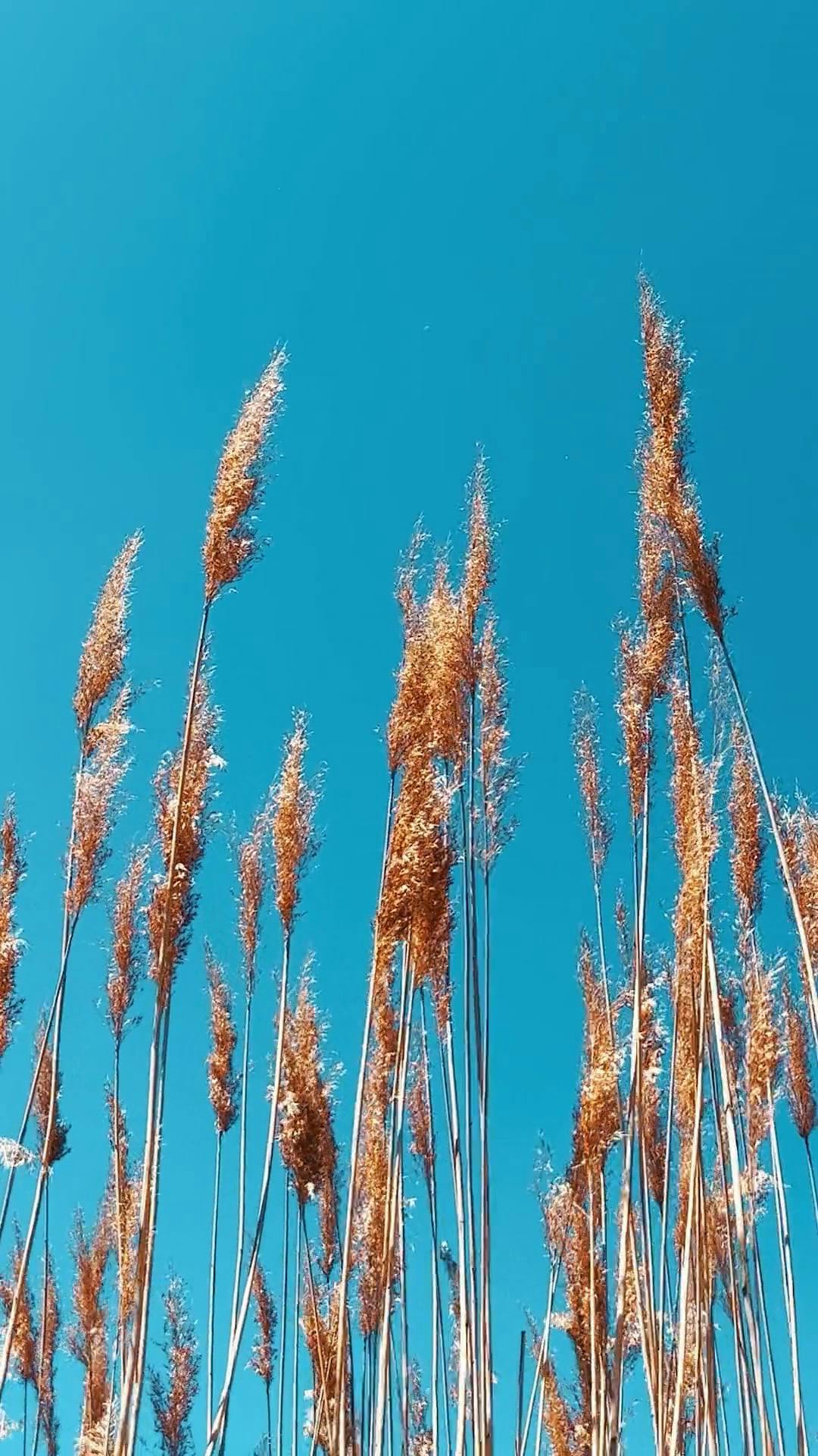 Video by Dmitry Marchenkov