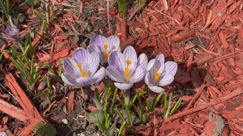 Close up of Crocuses