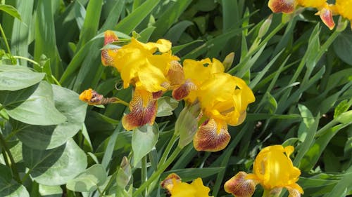 Close up of Iris Flowers