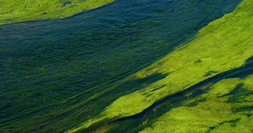 Green Algae on a Flowing River Surface 