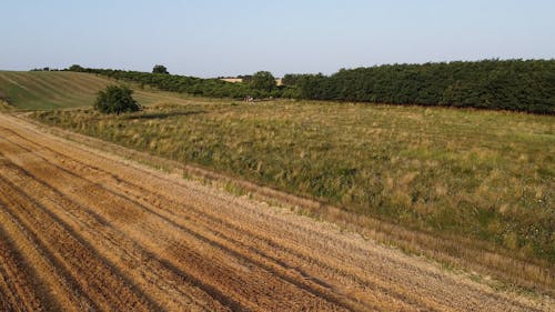 Drone View of Cultivated Fields 