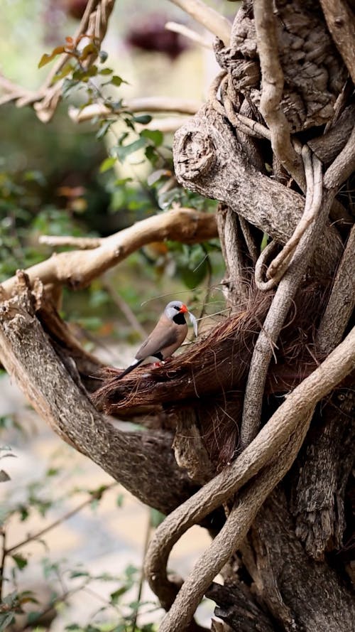 Bird in Nest