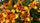 flower video