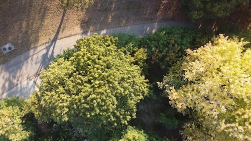 Drone Footage of a Public Park 