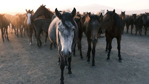 Large Herd of Horses