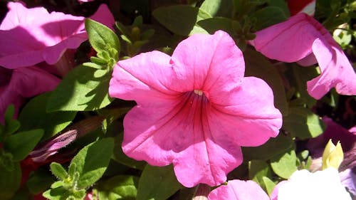 Pink Petunias In Video