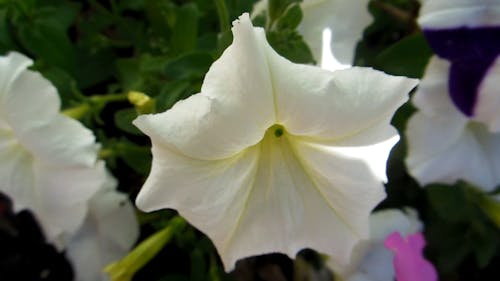 Крупным планом видео белого цветка петунии