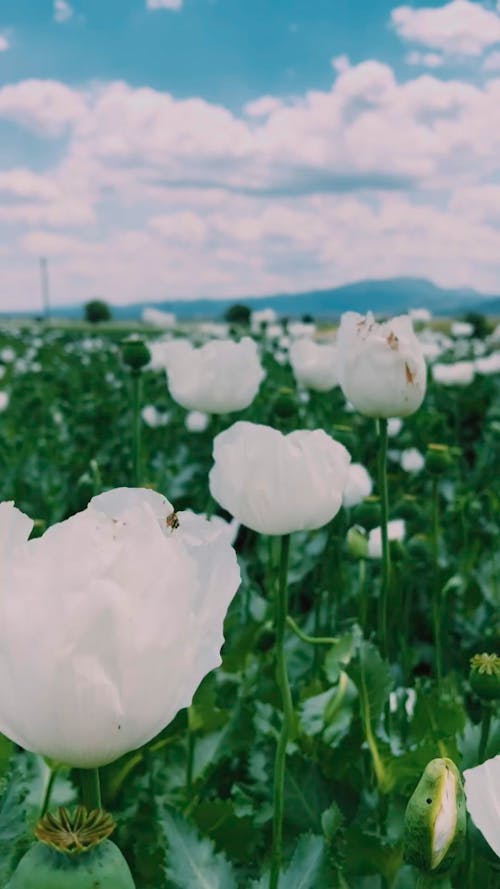 Scenery of White Poppy Field