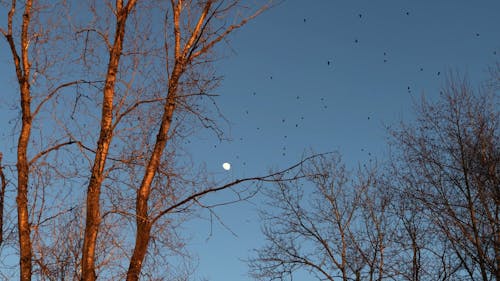 Distant View of Flock of Birds Flying Against Blue Sky
