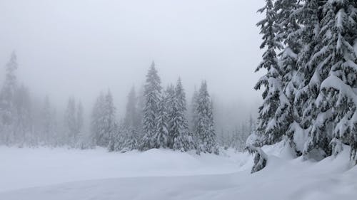 Winter snow scene