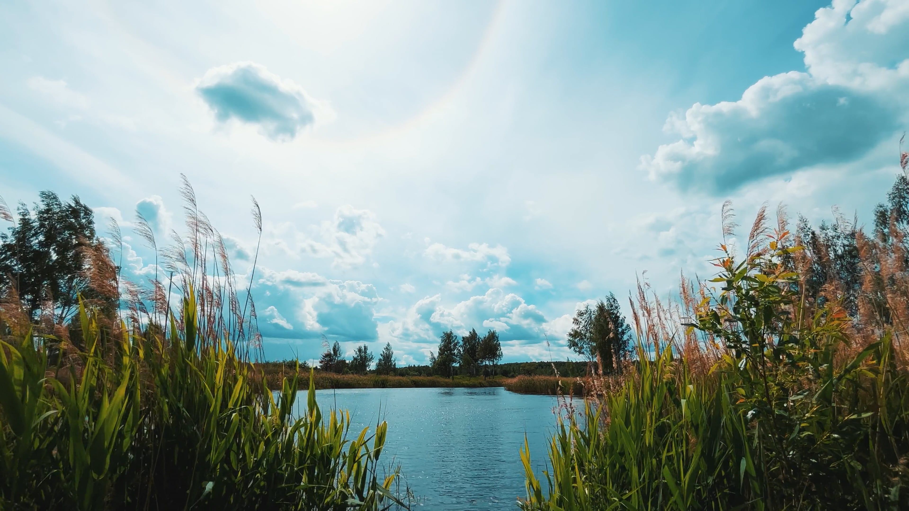 Natural Scenery with Lake and Swaying Grass Free Stock Video Footage ...